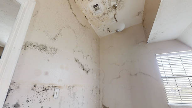 Best Air Quality Testing for Mold Spores  in West Palm Beach, FL