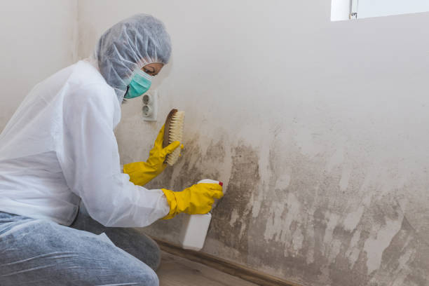 Environmental Consulting for Mold Prevention in West Palm Beach, FL