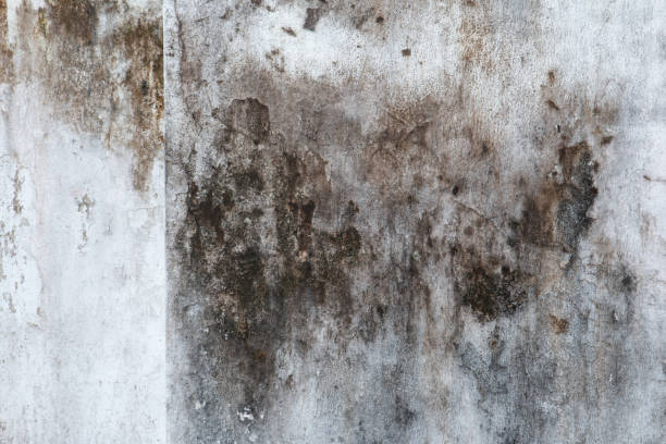 Best Real Estate Mold Inspection  in West Palm Beach, FL