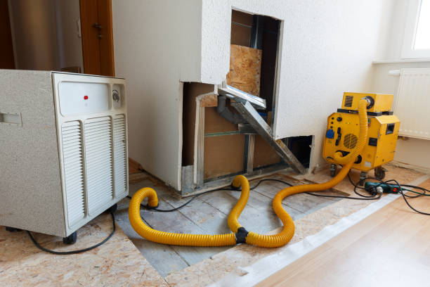 Best Black Mold Removal  in West Palm Beach, FL