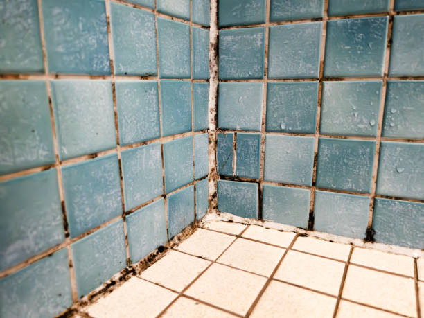 Best Environmental Consulting for Mold Prevention  in West Palm Beach, FL