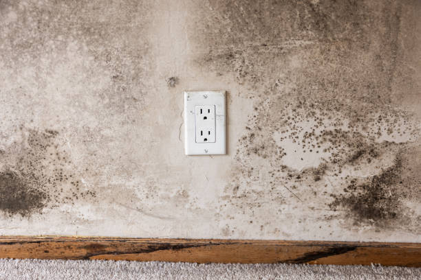 Best Attic Mold Removal  in West Palm Beach, FL