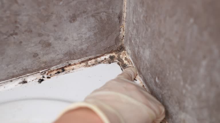 Best Mold-Related Health Consultation  in West Palm Beach, FL